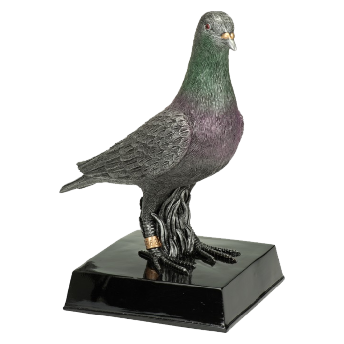 Sport Trofee - Duif